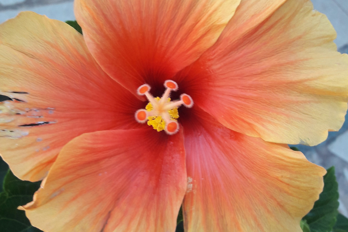 Bel hibiscus orange et jaune du jardin